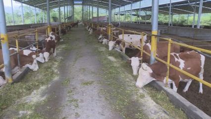 环江标准化养殖推动生态畜牧业发展