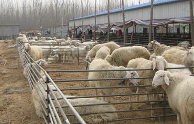 武川县羊养殖基地