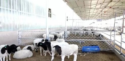 金塔县:加大羊品种改良 提升养殖业发展质量